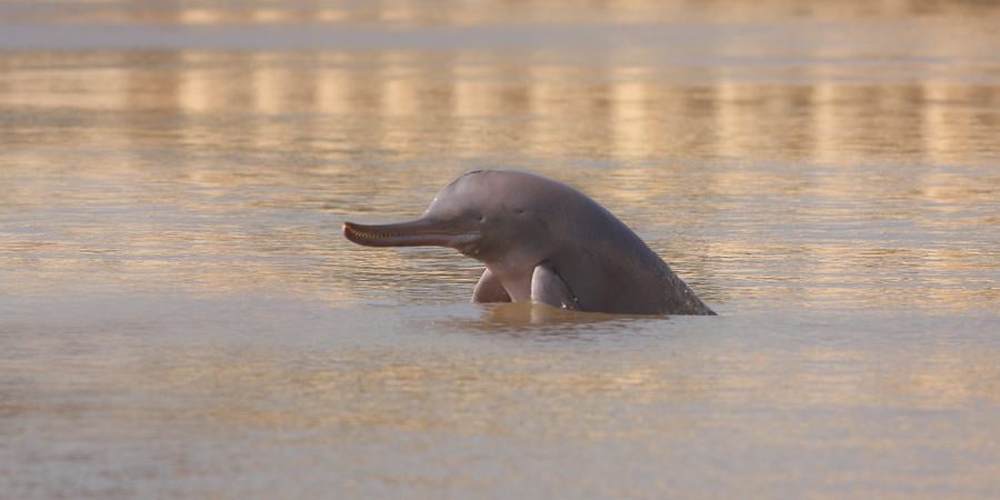 An Indus River dolphin pops out of the water.