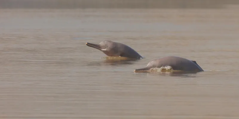 photo of two Indus River dolphins surfacing in the water