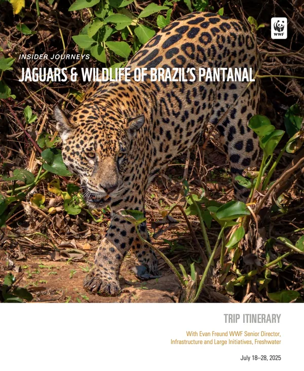 Cover photo for IJ Brazil trip