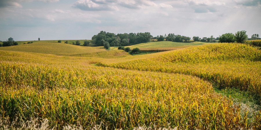 An oasis for wildlife, Spin and Mindy's homestead perches atop rolling hills flanked by corn fields