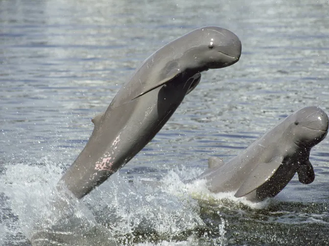 Two Irawaddy dolphins breach the surface and tail walk.