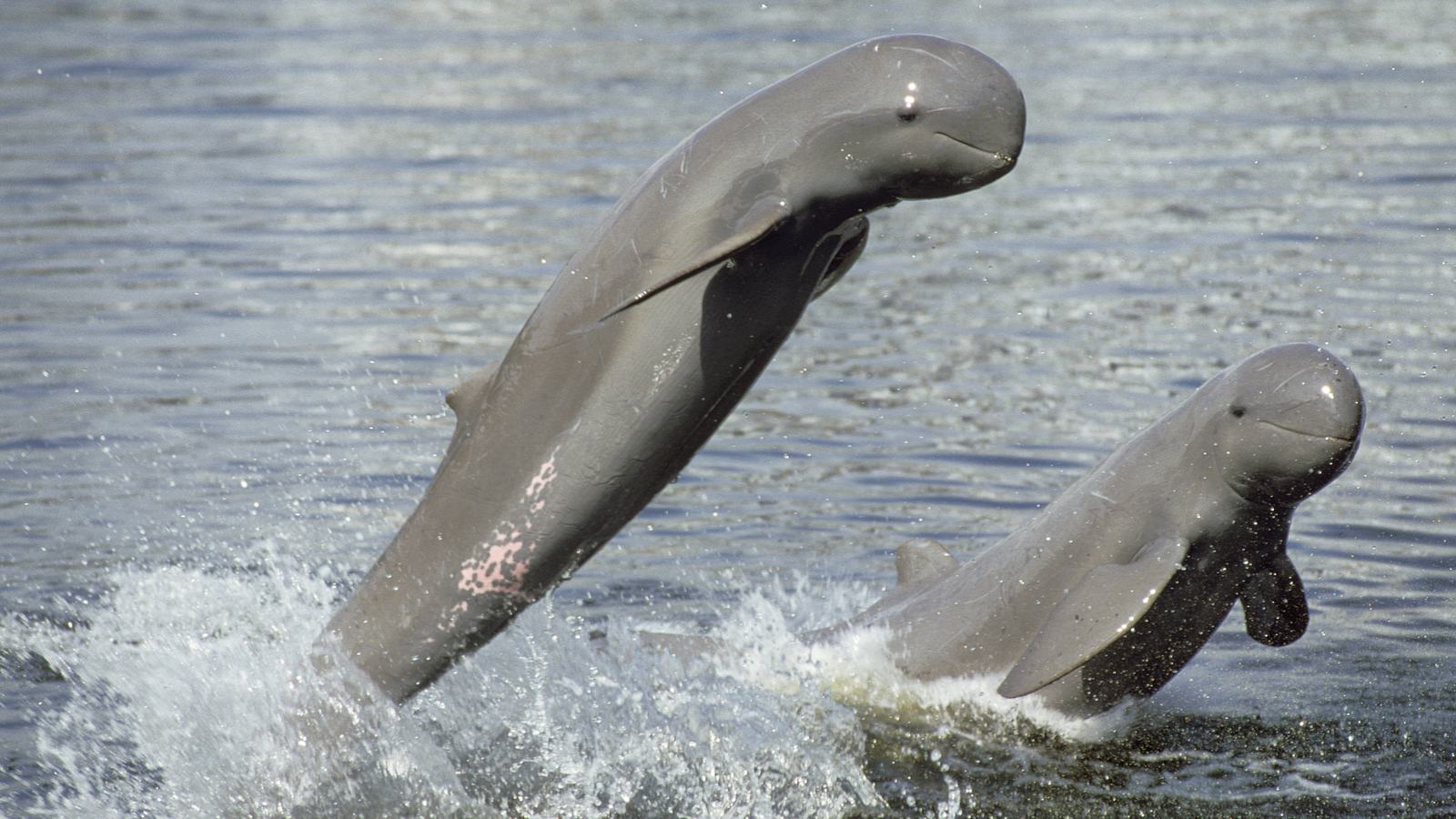 How Dams Impact Free-Flowing Rivers and Key Species | WWF