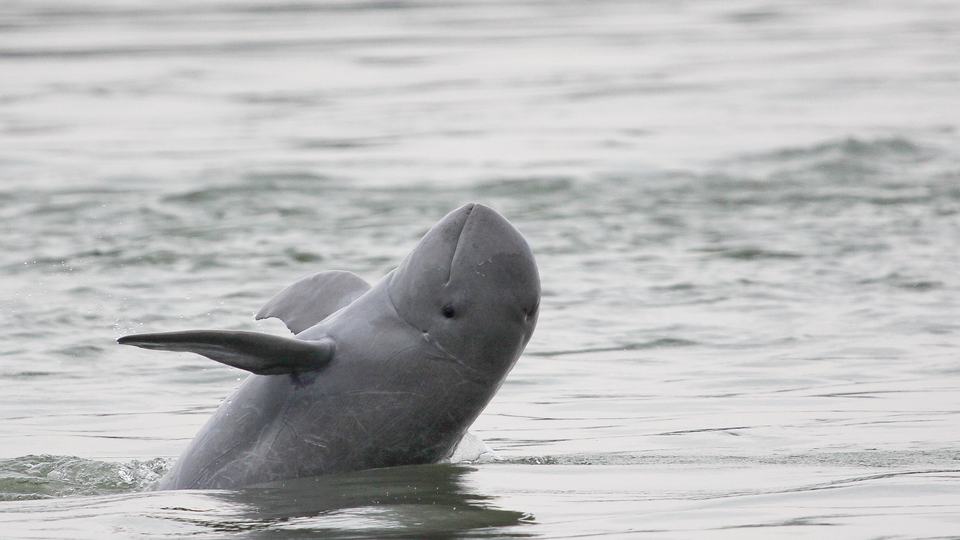 Half of an Irawaddy dolphin breaches the surface and swims backwards. It is small and gray.