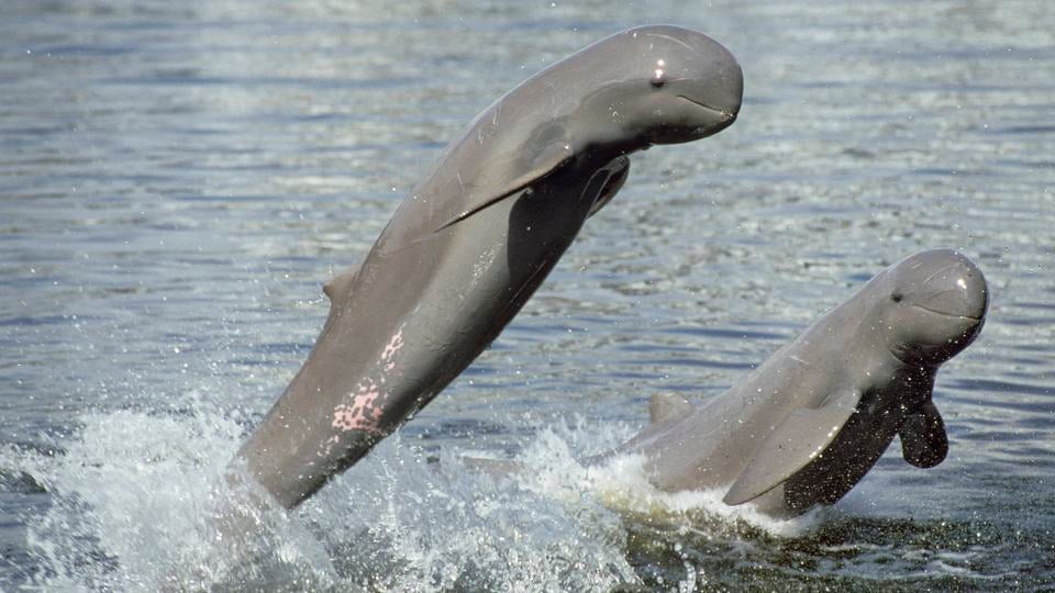 Two gray irrawaddy dolphins splashing above the water.