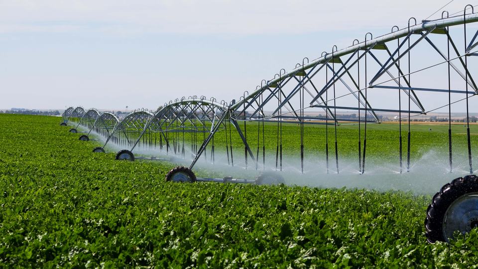 Industrial farm sprinkler irrigation roles through a field.
