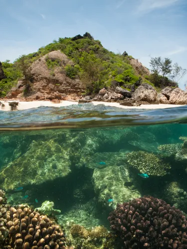 Photo split with underwater view of reefs and above water view of sandy island vegetation