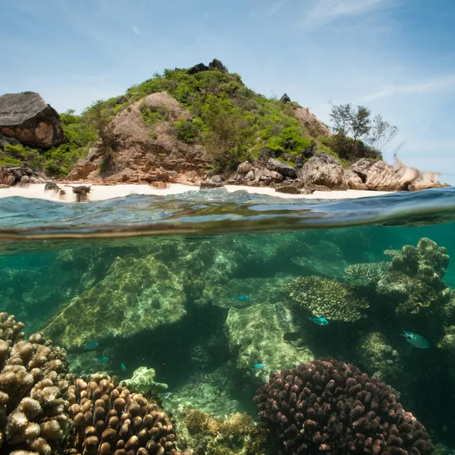 Photo split with underwater view of reefs and above water view of sandy island vegetation