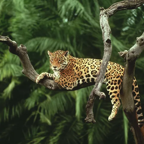 Jaguar lies on a branch in a tree