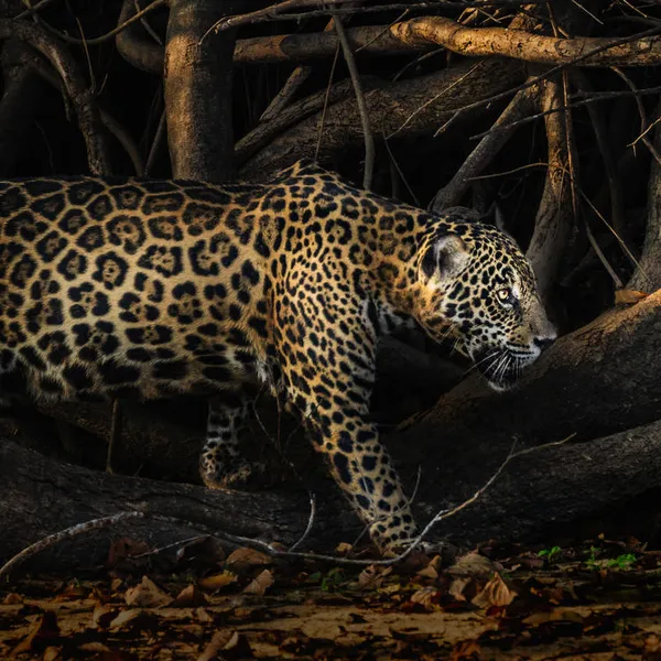 A side view of an adult jaguar walking in front of large tangled tree branches