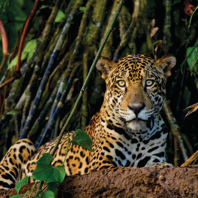 Jaguar lying down watching camera