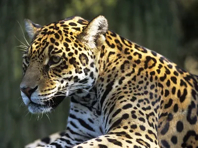 A closeup photo of a spotted jaguar.
