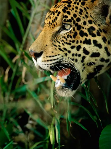 The head of a spotted jaguar with its teeth exposed on the left of the frame with a green jungle behind it.