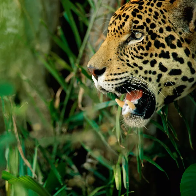 The head of a spotted jaguar with its teeth exposed on the left of the frame with a green jungle behind it.