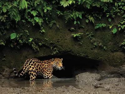 Jaguar standing in river beneath cave opening
