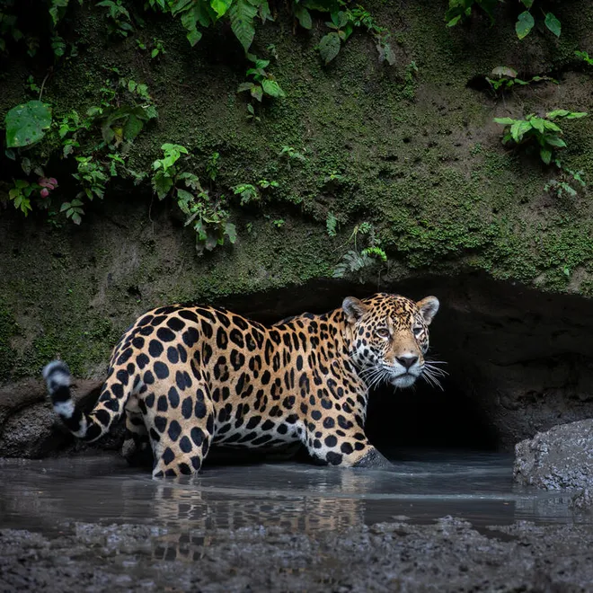 A jaguar wades through water in front of a small cave.