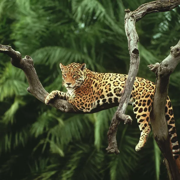 Jaguar lies on a branch in a tree