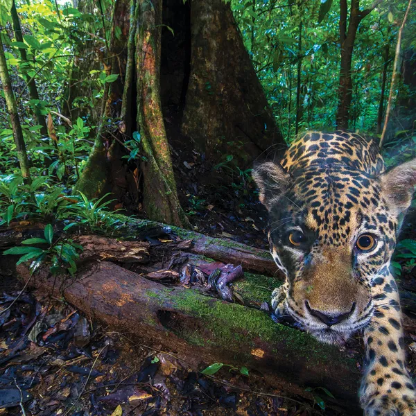 Jaguar captured looking at camera trap