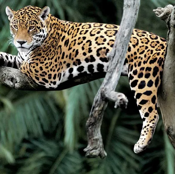 Jaguar (Panthera onca) in a tree Pantanal, Brazil.