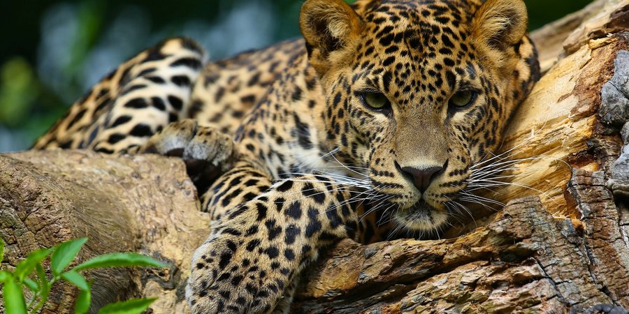 Living Planet Report Sparks Corporate Action on Biodiversity