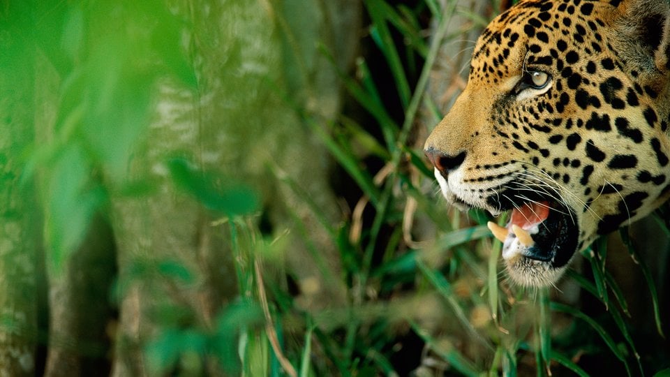 The head of a spotted jaguar with its teeth exposed on the left of the frame with a green jungle behind it.
