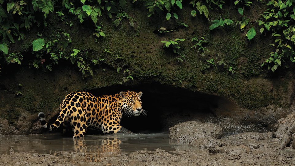 Jaguar standing in river beneath cave opening
