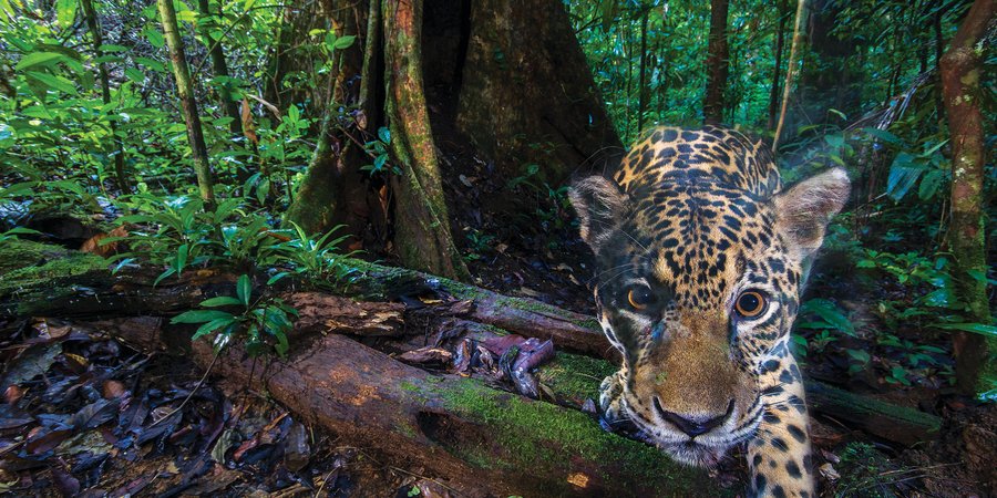 Jaguar captured looking at camera trap