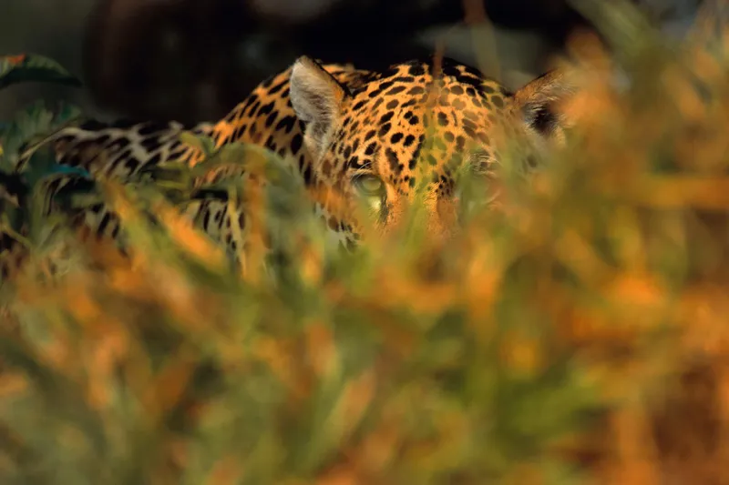 A photo showing a spotted jaguar peering through green grass.