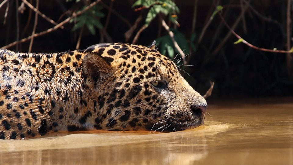 Closeup of jaguar resting in water