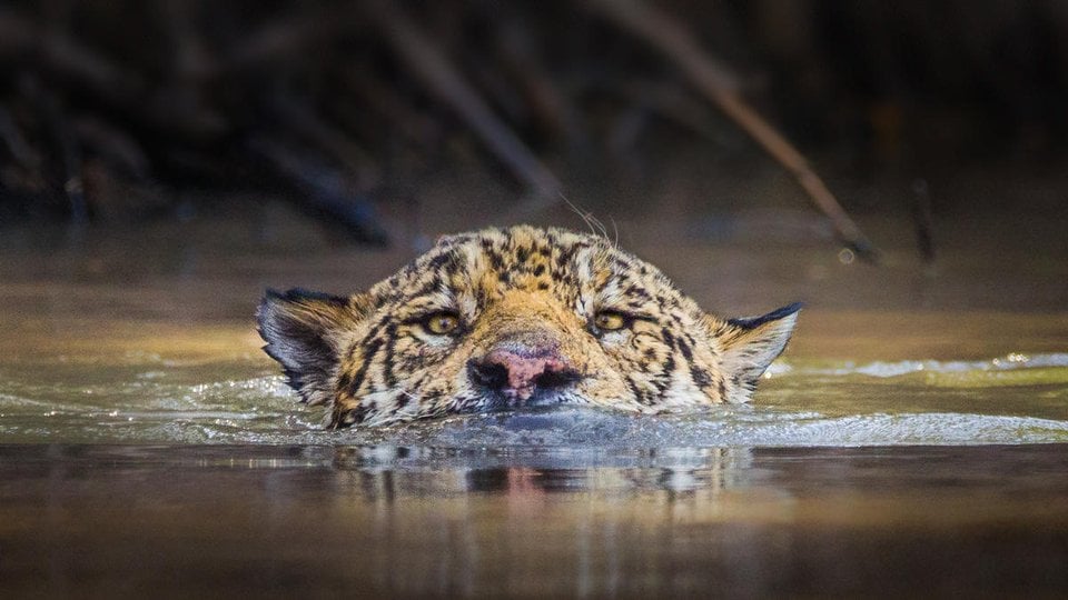 A jaguar submerged in murky brown water swimming with its body only visible from the nose up