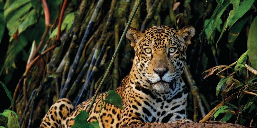 Jaguar lying down watching camera