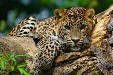 A jaguar lays on a log and looks at the camera