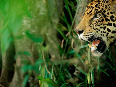 A close-up profile of a jaguar's head with pristine golden fur and small black spots, and whiskers framing its open mouth with large, pointed bottom teeth