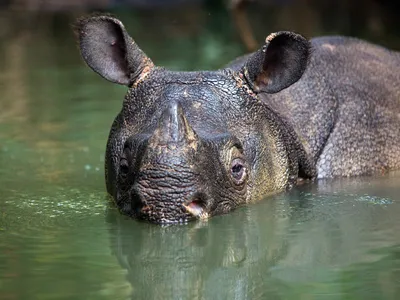 A rhino up to his nose in water