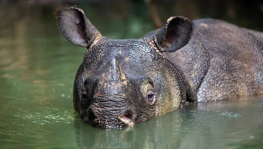 A rhino up to his nose in water
