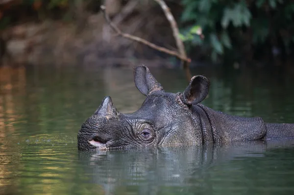 A gray rhino submerged in water up to its chin.