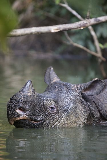 A Javan rhino with a small, single horn, lounging happily in murky water