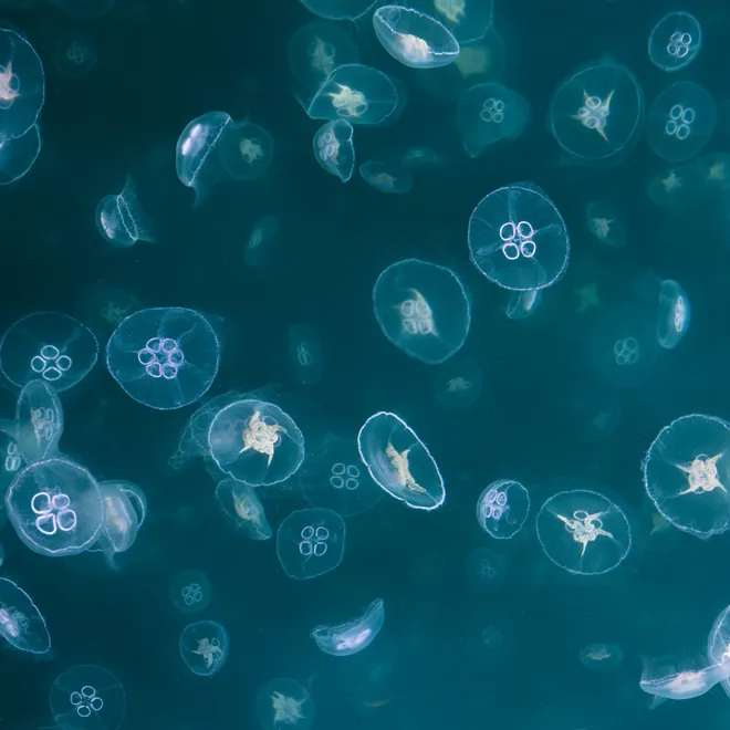 An underwater image showing a large group of jellyfish against dark blue.