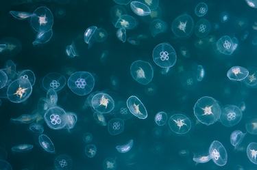 An underwater image showing a large group of jellyfish against dark blue.