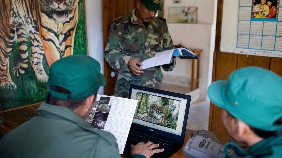 Government rangers at Jigme Singye Wangchuck National Park head office study images of tigers captured by camera traps in the area.