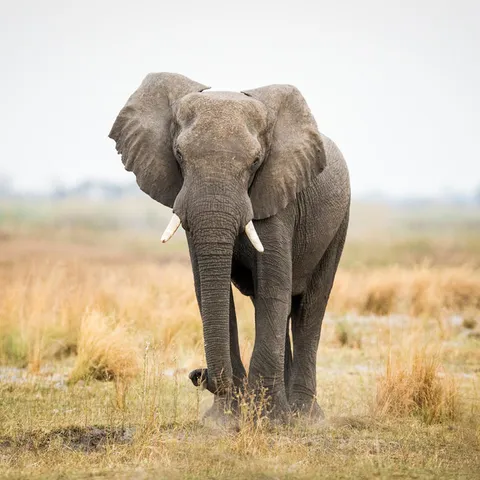 Elephant walking in a grass field