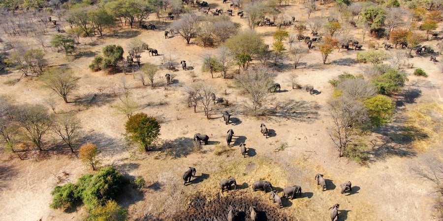 Aerial photo of many elephants grazing around a muddy watering hole