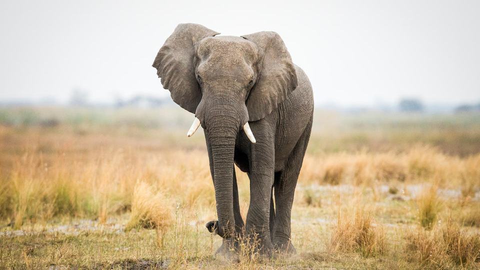 Elephant walking in a grass field