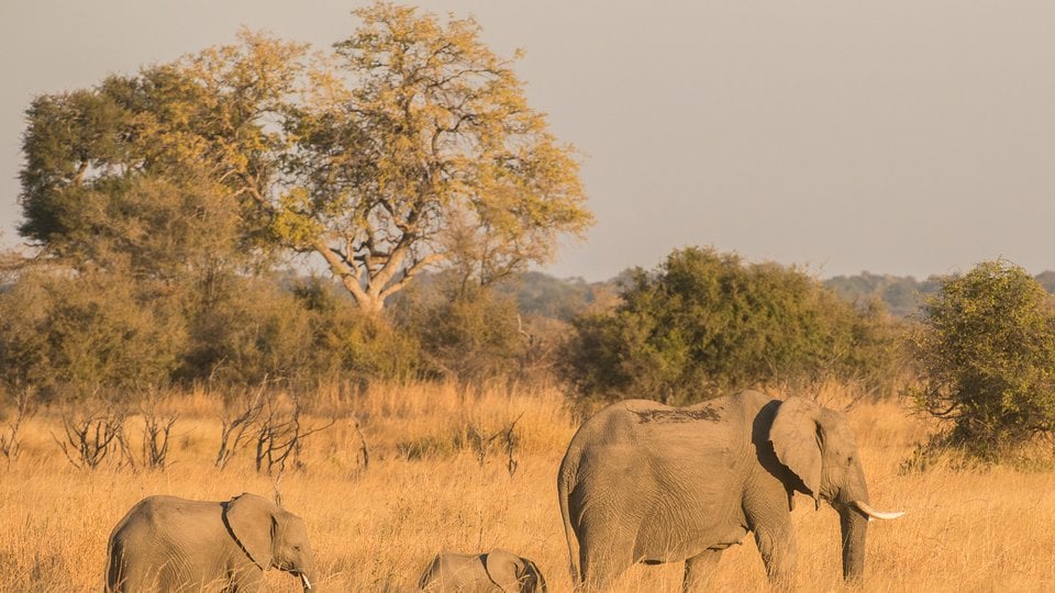 Line of 3 walking elephants with adult and young in bright sunshine