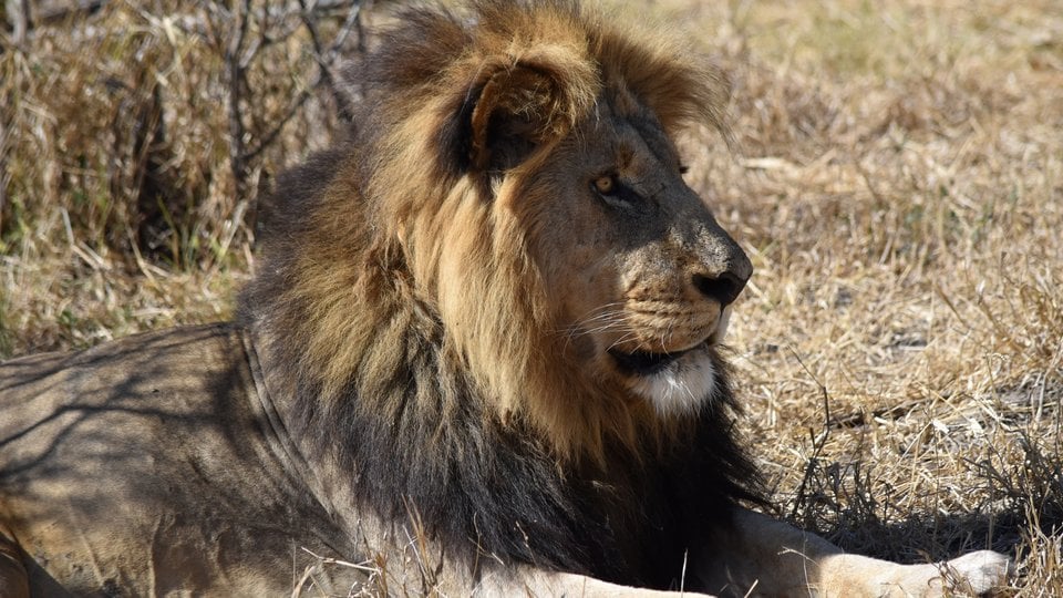 A line with a furry mane resting in the dry grass.