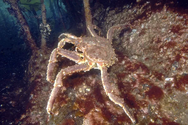 A reddish-brown kamchatka crab walks along the ocean floor