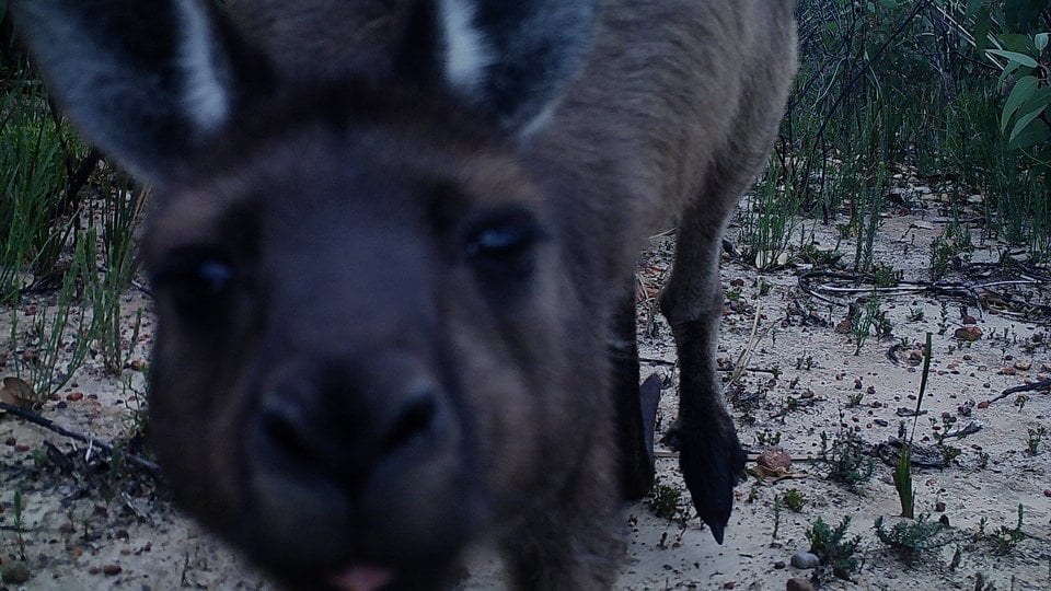 A kangaroo looks closely at the camera trap