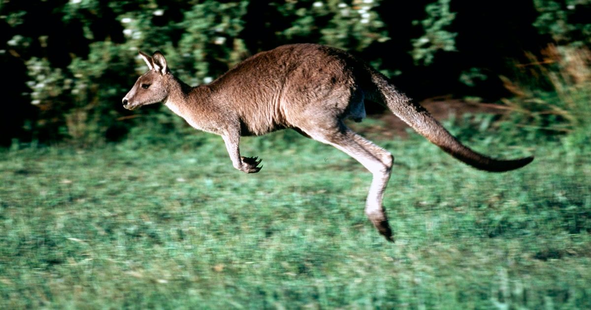 Yango Animal Find Your Inner Animal | WWF