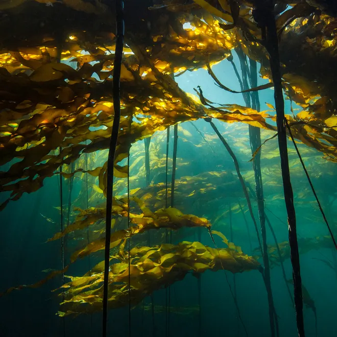 A view of kelp from below, with sunlight shining down through the water