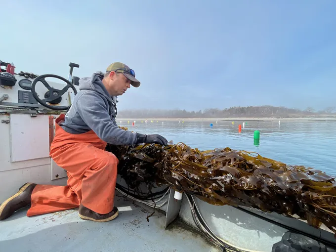 A kelp farmer kneels on the side of his boat, examining a kelp that he has pulled up from the water