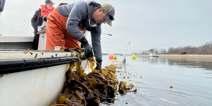 Kelp farmer Nate Johnson pulls up farmed kelp out of the water from his boat.